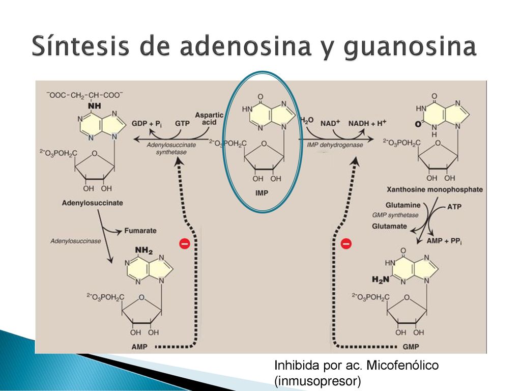 METABOLISMO DE NUCLEÓTIDOS ppt κατέβασμα